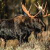 G8011-01 2x3 carpet, A bull moose in rut in Grand Teton National Park.