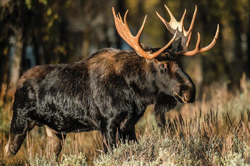 G8011-01 2x3 carpet, A bull moose in rut in Grand Teton National Park.