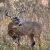 G8011-08-Tapis 2x3 Chevreuil dans les herbes