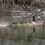 G8011-12-Tapis 2x3, Famille d'Outardes sur le lac