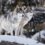 G8011-14-Tapis 2x3, 2 loups qui observe au loin sur une roche enneigée