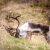 G8011-23-Tapis 2x3, Caribou mangeant de l'herbe