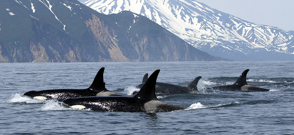 Groupe d'orques en Colombie-Brittanique