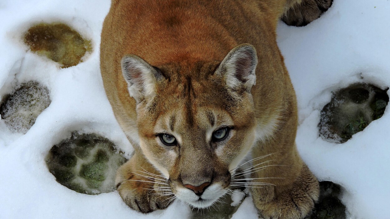 Cougar du Canada