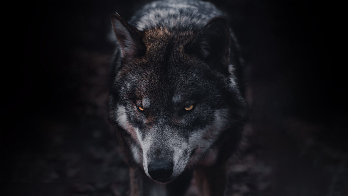 À la rencontre d'un animal dangereux en nature : Le loup