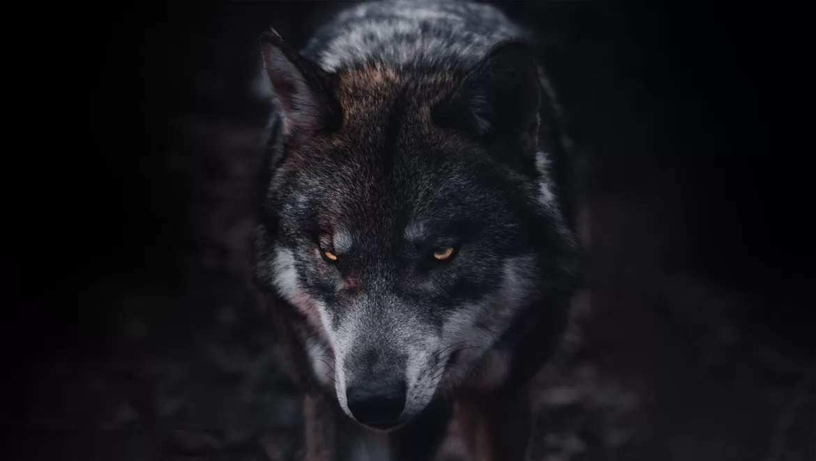 À la rencontre d'un animal dangereux en nature : Le loup