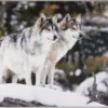 G8017-14 Tapis 5x7 loups
