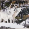G8017-14 Tapis 5x7 loups